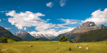 Pastoral New Zealand Landscape Scenery