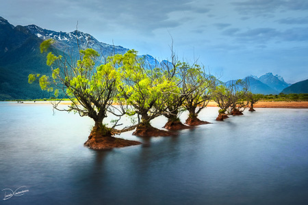 Willow trees in water at Glenorchy Wharf, New Zealand
