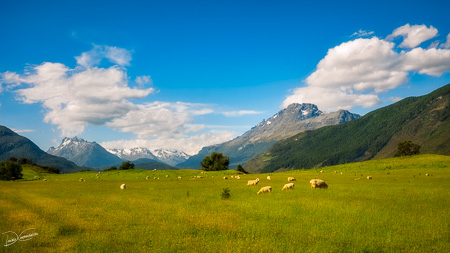 Typical New Zealand pastoral landscape scenery 
