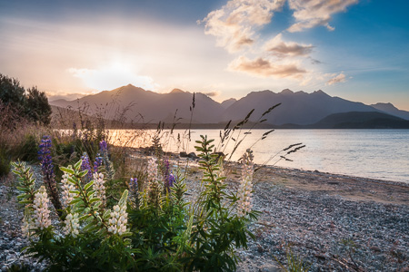 Beautiful sunset light behind the mountain and backlit flowers at Lake Te Anau