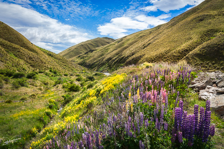 Lupines fields on the side of the road in New Zealand