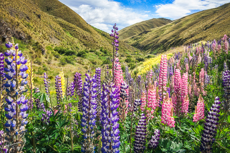 Colorful fields of lupines blooming in December in NZ
