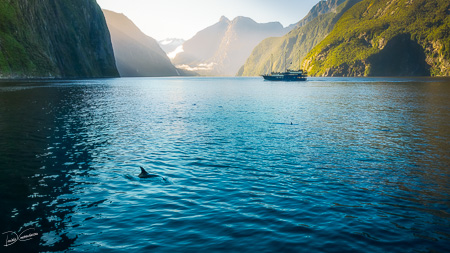 Morning sun glow and dolphins at Milford Sound