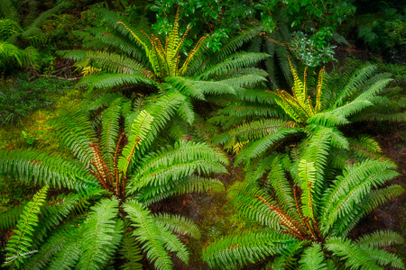 Rainforest floor with ferns at Haast Pass in New Zealand